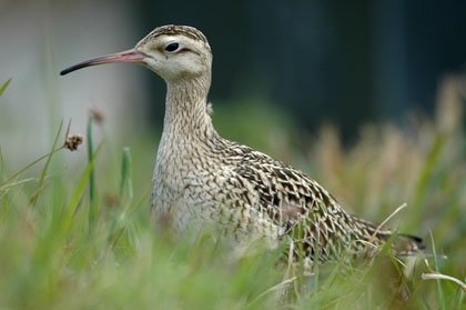 Little Whimbrel